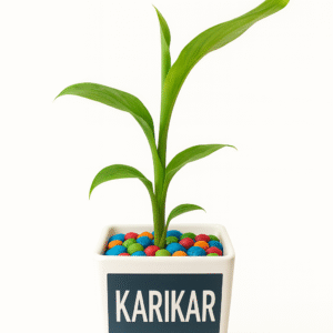 Banana Plant Musa Plant Mini Banana Plant 4