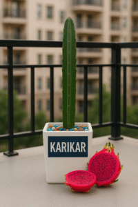 Live Dragon Plant with Free Pot | Indoor Air Purifying Succulent | Easy Care Cactus for Home & Office Décor | Low Maintenance Indoor Plant Gift