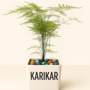 Live Asparagus Fern Plant