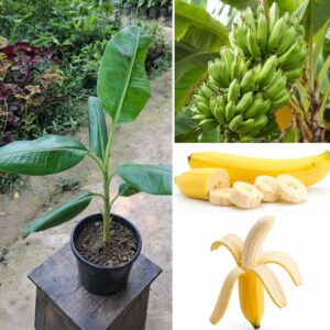 KARIKAR Live Mini Banana Plant | Natural Indoor Purifying Plant | Low Maintenance Decorative Green Plant for Home & Office | Comes in Premium Ceramic Pot with White
