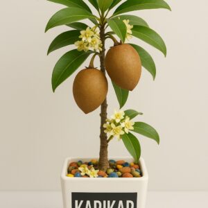 chiku or sabeda outdoor plant