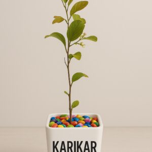 Live Apple Ber Plant, Grafted Jujube Fruit Sapling for Home Garden