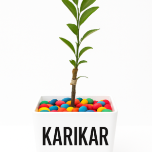 KARIKAR Hybrid All-Season Seedless Lemon Plant – Air Layered Original Seedless Variety | Fast Growing, High Yield & Thornless | Ideal for Home Garden, Pots & Terrace Farming