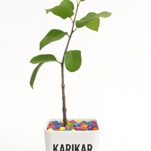 karikar-black-jamun-live-plant-grafted-dwarf-kalo-jam