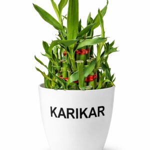 KARIKAR Lucky Bamboo 3 Layer Feng Shui Plant