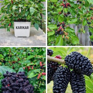 KARIKAR All Time Long Finger Taiwan Mulberry Live Fruit Plant | Hybrid High Yield Sweet Variety (Grafted) | Outdoor & Terrace Plant for Home Garden | Fruit After 3 to 6 Month