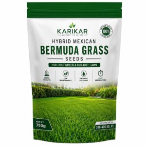 Hybrid Mexican Bermuda Grass Seeds, 750g, Dense Growth, Drought Tolerant, Fast Germination, Low Maintenance