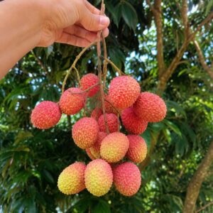 KARIKAR Litchi Hybrid Live Plant | Dwarf Air Layered Variety | Rare Tropical Lychee Tree for Garden | Sweet All Season Fruit | 2-3 Ft Tall Sapling | Bears Fruit in 1-2 Years | 1 Healthy Plant