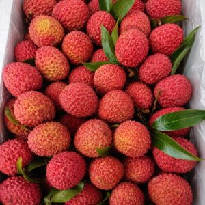 KARIKAR Litchi Hybrid Live Plant | Dwarf Air Layered Variety | Rare Tropical Lychee Tree for Garden | Sweet All Season Fruit | 2-3 Ft Tall Sapling | Bears Fruit in 1-2 Years | 1 Healthy Plant