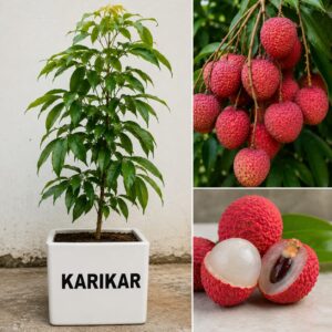 KARIKAR Litchi Hybrid Live Plant | Dwarf Air Layered Variety | Rare Tropical Lychee Tree for Garden | Sweet All Season Fruit | 2-3 Ft Tall Sapling | Bears Fruit in 1-2 Years | 1 Healthy Plant