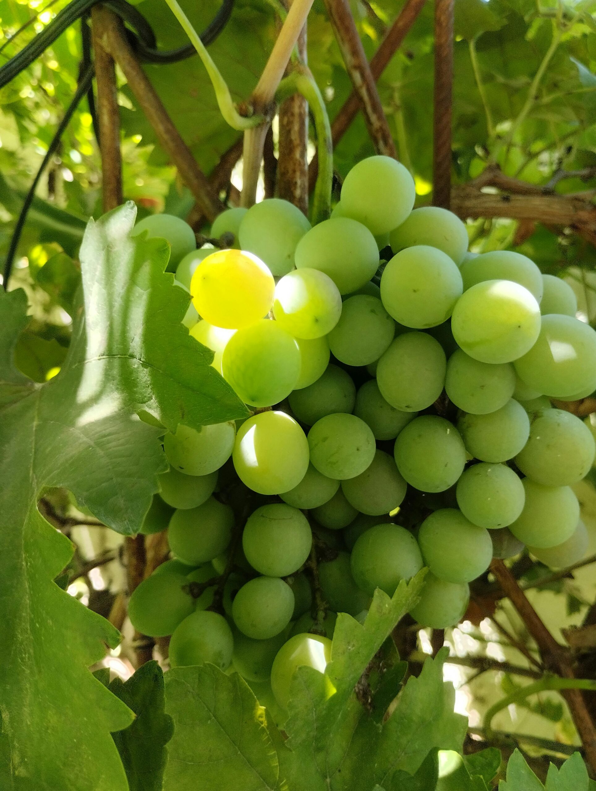 KARIKAR Seedless Sweet Grapes (Angoor) Green Hybrid Grafted Live Plant, Easy to Grow Fruit Plant