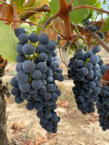 KARIKAR Seedless Sweet Grapes (Angoor) Black Hybrid Grafted Live Plant, Easy to Grow Fruit Plant