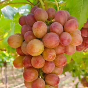 KARIKAR Seedless Sweet Grapes (Angoor) Red Hybrid Grafted Live Plant, Easy to Grow Fruit Plant