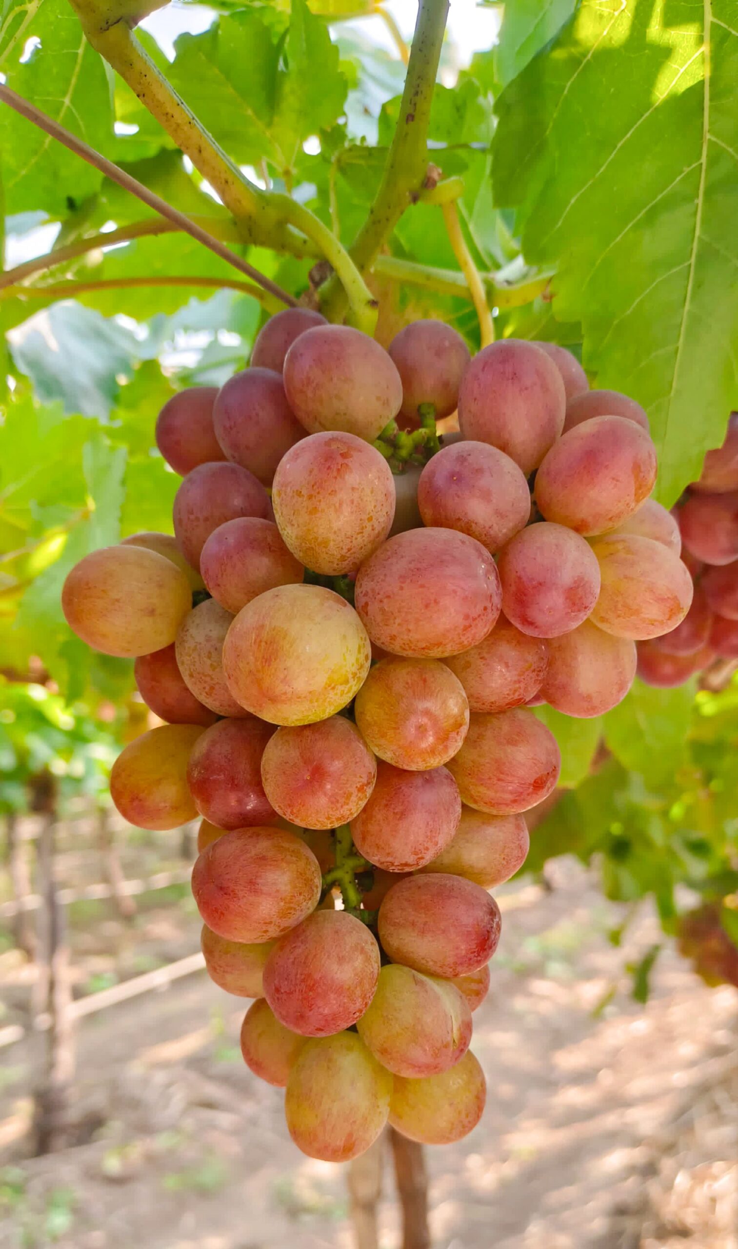 KARIKAR Seedless Sweet Grapes (Angoor) Red Hybrid Grafted Live Plant, Easy to Grow Fruit Plant