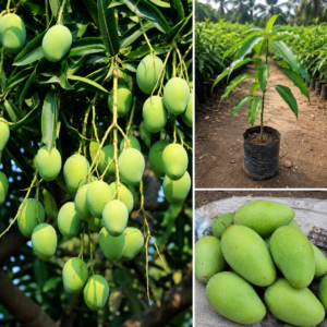 KARIKAR All Time Green Mango Grafted Live Plant | Year-Round Fruiting Mango Variety | Baramasi Mango Tree Sapling for Home Garden, Terrace & Farm Plantation