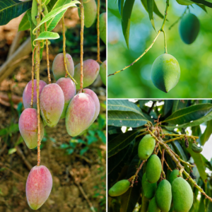KARIKAR Amrapali Mango Live Plant, Dwarf Aam, Sweet Hybrid Variety, Grafted Fruit Plant