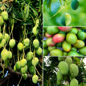 KARIKAR Katimon Mango Plant, All Time Fruiting Variety, Original Live Fruit Plant