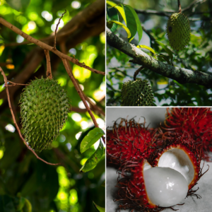 RAMBUTAN