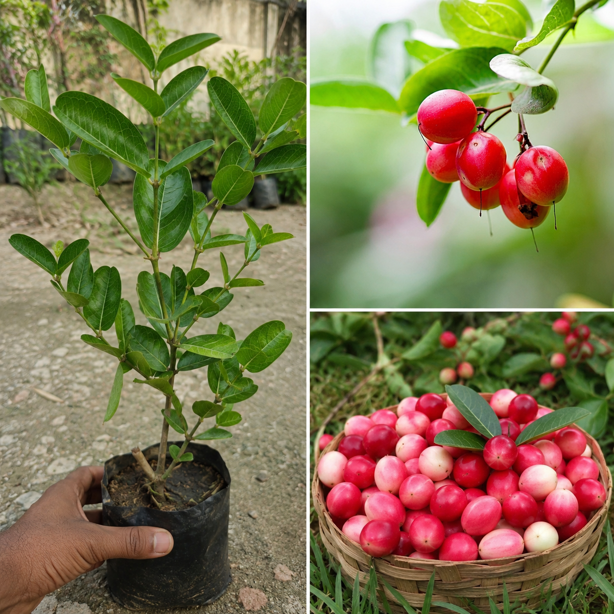 KARIKAR Sweet Karonda Live Plant | Karomcha Fruit Plant | Grafted Evergreen Fruit Shrub for Home Garden & Terrace