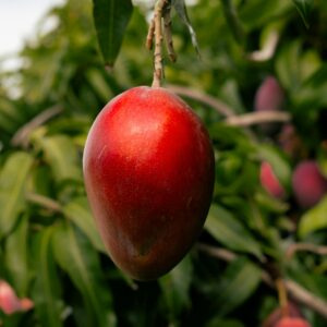 KARIKAR Live Hybrid Purple Miyazaki Mango Plant, Rare Japanese Variety, Premium Grafted Fruit Plant for Home Garden, Terrace & Balcony
