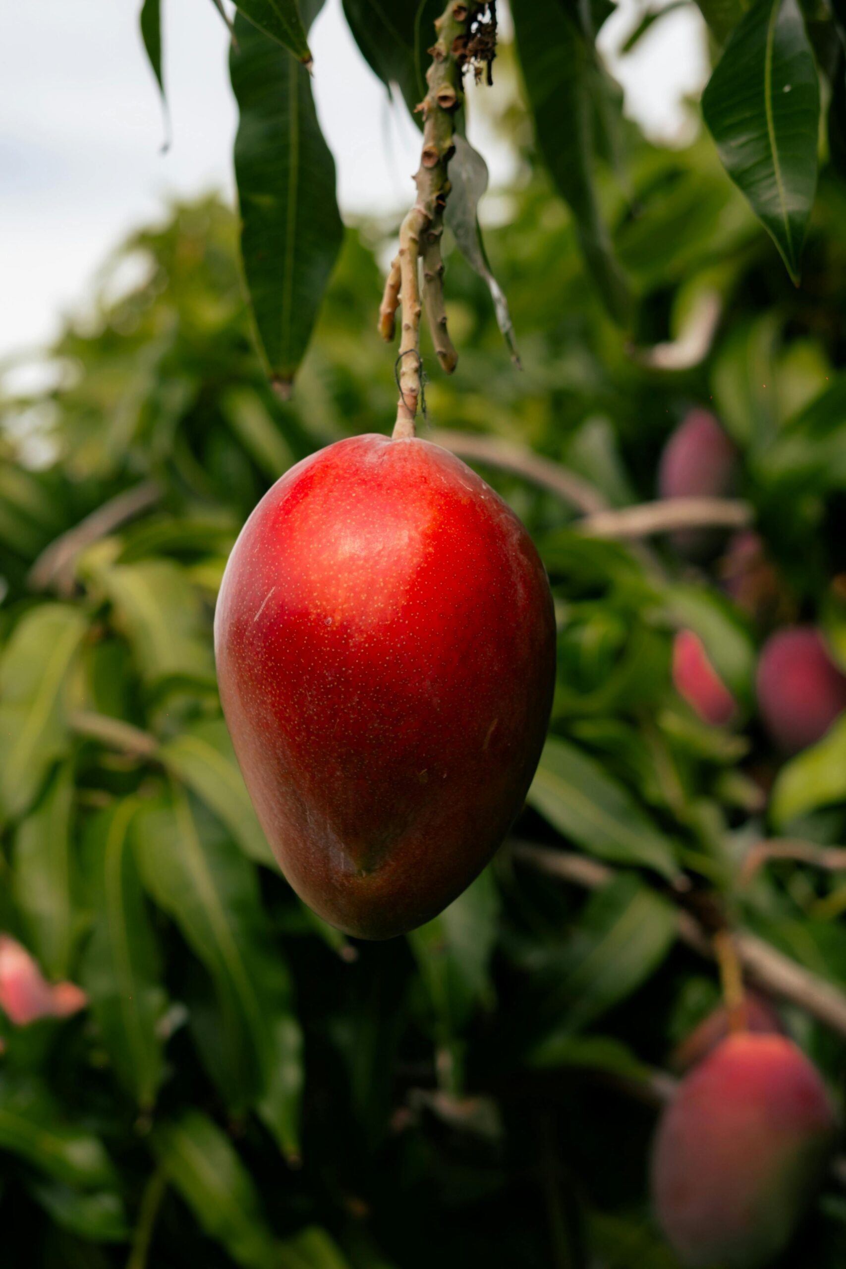 KARIKAR Live Hybrid Purple Miyazaki Mango Plant, Rare Japanese Variety, Premium Grafted Fruit Plant for Home Garden, Terrace & Balcony