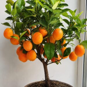 KARIKAR Nagpur Malta Orange Live Grafted Plant | Sweet Juicy Orange Tree for Home Garden, Balcony & Terrace Gardening