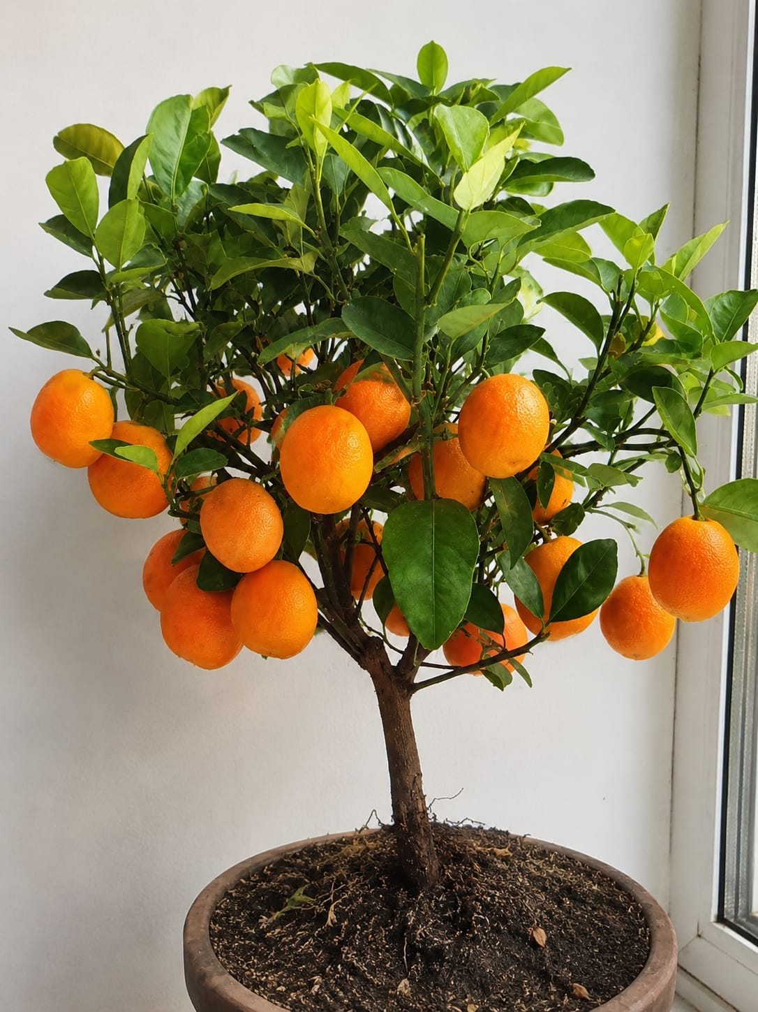 KARIKAR Nagpur Malta Orange Live Grafted Plant | Sweet Juicy Orange Tree for Home Garden, Balcony & Terrace Gardening