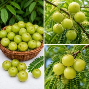 KARIKAR Amla Live Plant (Indian Gooseberry) Fruit Plant for Home Garden, Terrace & Balcony, Healthy Live Sapling