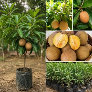 KARIKAR Chiku (Sapota) Live Plant | Grafted Fruit Plant for Home Garden & Terrace | Healthy Live Plant