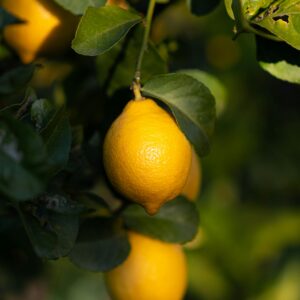 KARIKAR Baramasi Grafted Hybrid Lemon Plant, Kagzi Nimbu, All Season Fruiting