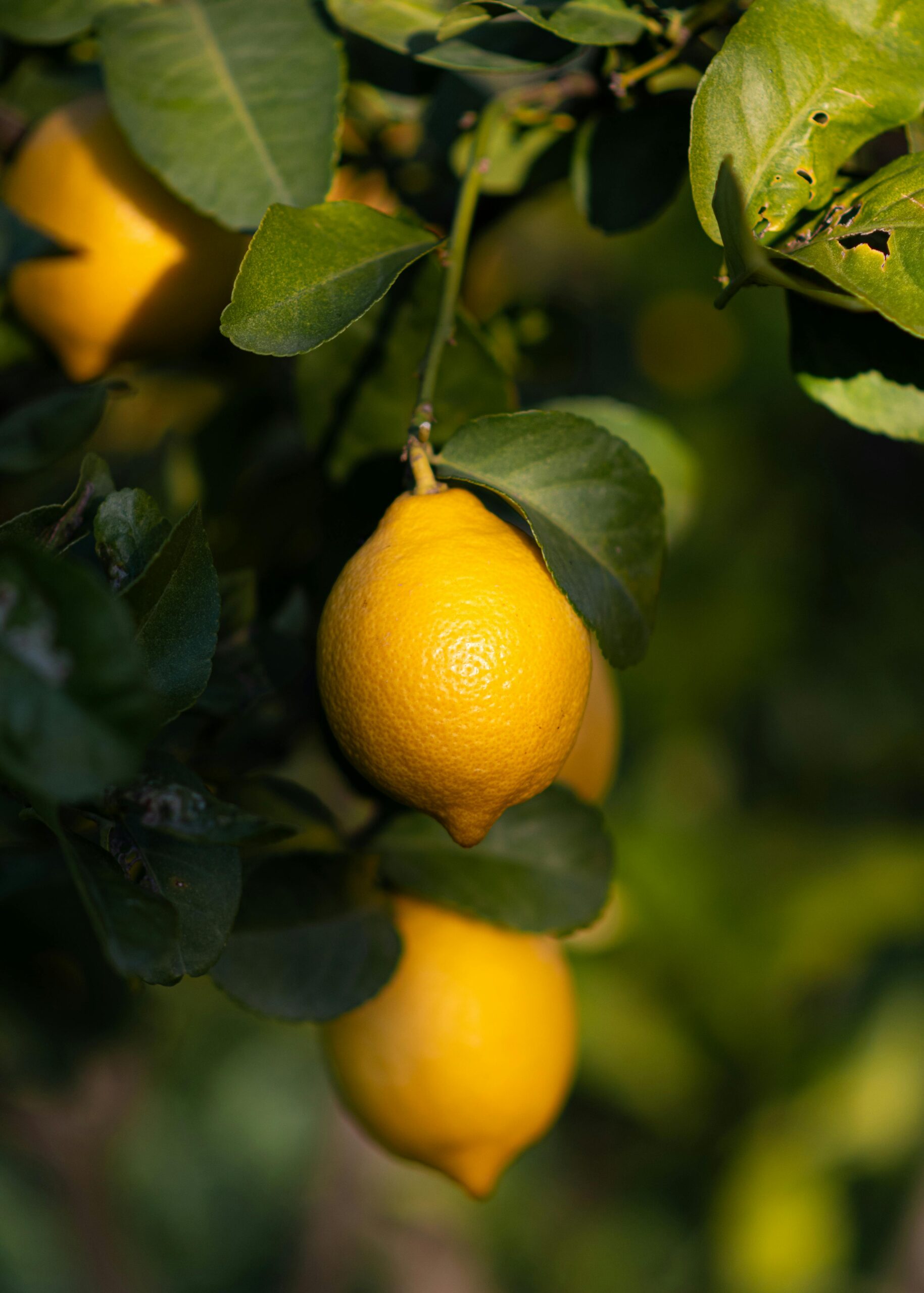 KARIKAR Baramasi Grafted Hybrid Lemon Plant, Kagzi Nimbu, All Season Fruiting