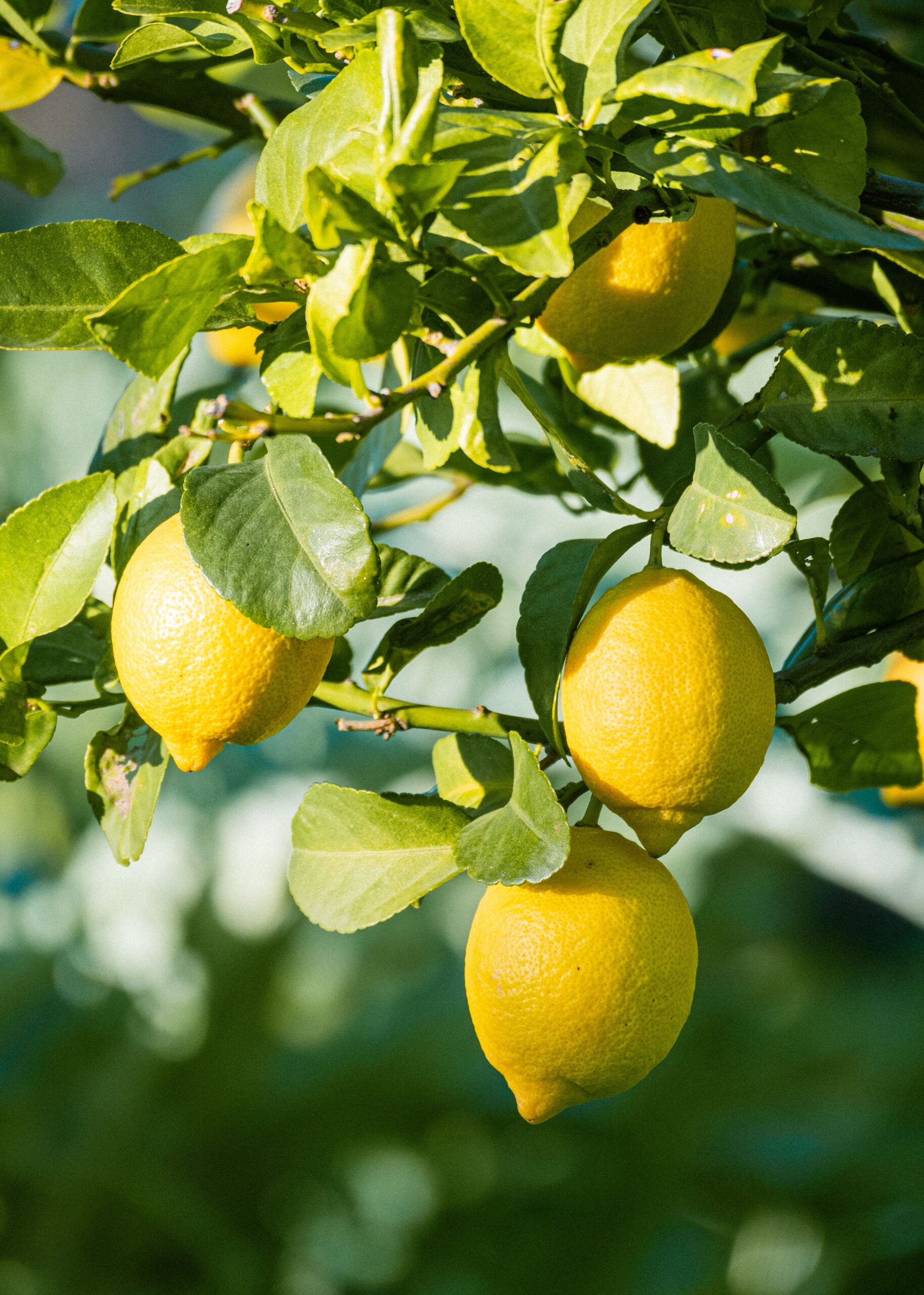 KARIKAR Baramasi Grafted Hybrid Lemon Plant, Kagzi Nimbu, All Season Fruiting