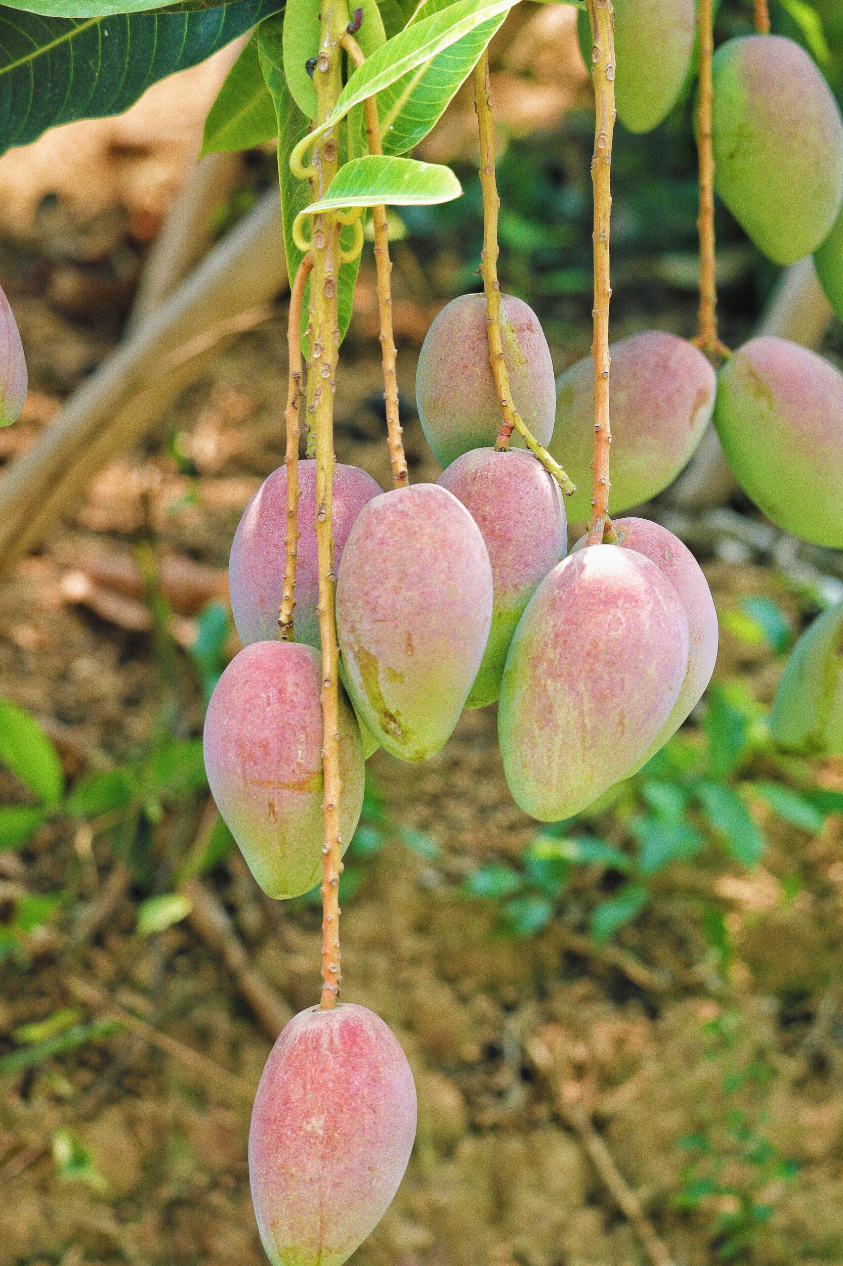 KARIKAR Katimon Mango Plant, All Time Fruiting Variety, Original Live Fruit Plant