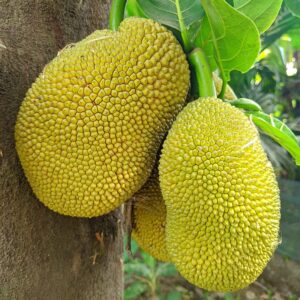 KARIKAR JACKFRUIT Live Plant, Fresh Tropical Fruit Tree Sapling for Home Garden and Outdoor Planting