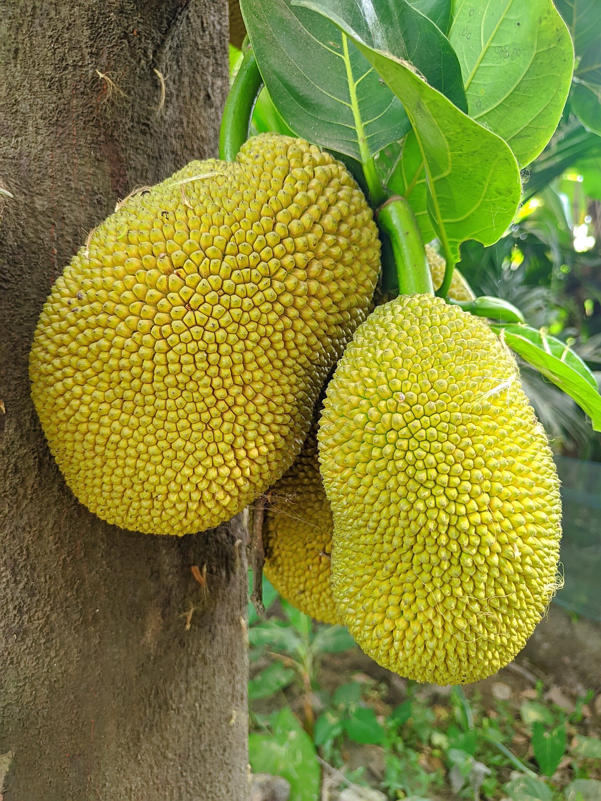KARIKAR JACKFRUIT Live Plant, Fresh Tropical Fruit Tree Sapling for Home Garden and Outdoor Planting