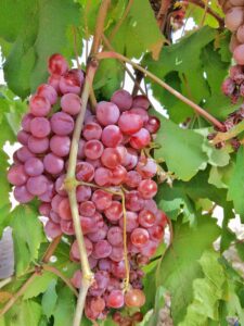 KARIKAR Seedless Sweet Grapes (Angoor) Red Hybrid Grafted Live Plant, Easy to Grow Fruit Plant