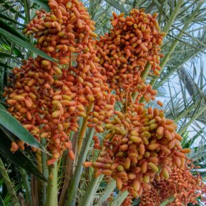 KARIKAR Arabian Live Date Palm Khajur Plant, Fresh Tropical Fruit Bearing Phoenix Dactylifera Tree