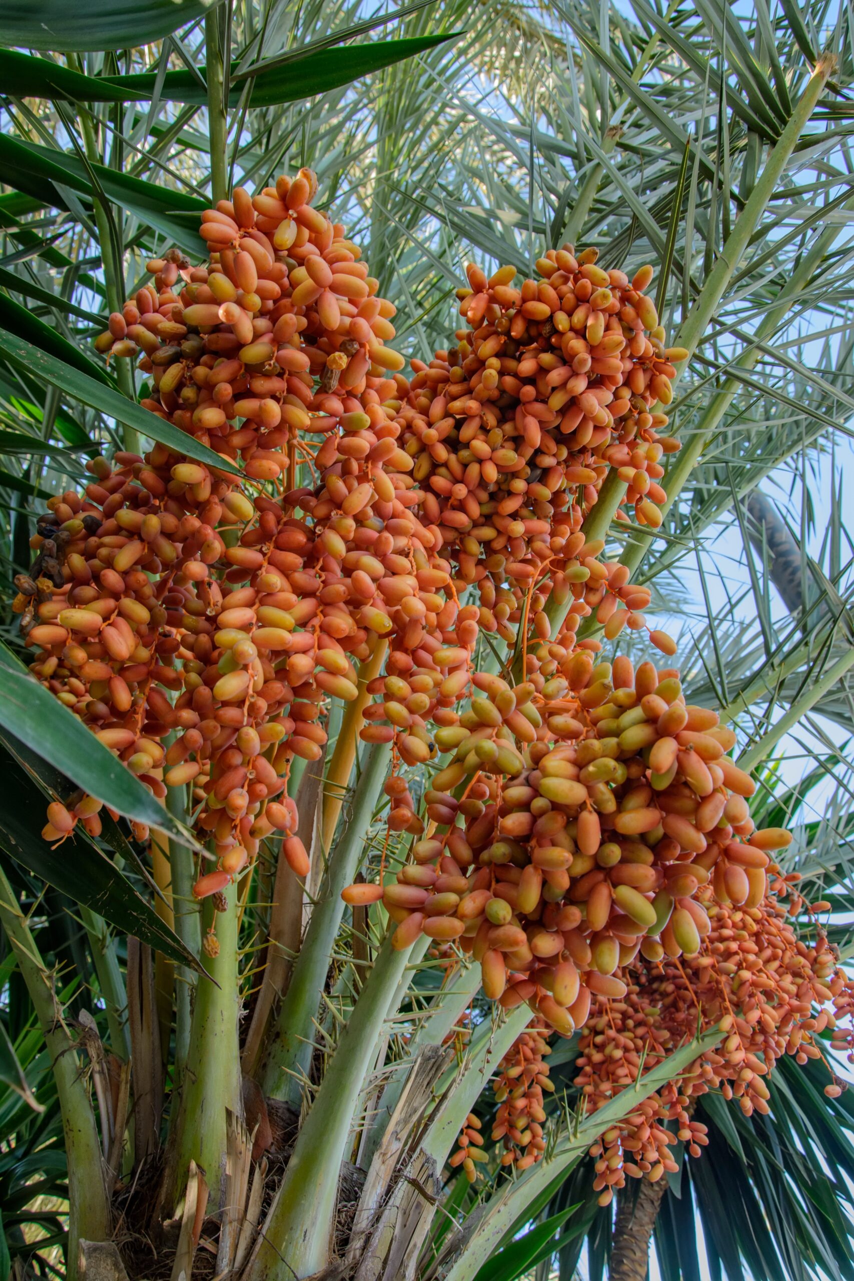 KARIKAR Arabian Live Date Palm Khajur Plant, Fresh Tropical Fruit Bearing Phoenix Dactylifera Tree
