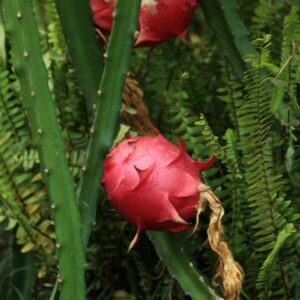 KARIKAR Dragon Fruit Live Plant Hybrid Grafted | High Yield Exotic Fruit Plant for Home Garden, Terrace & Balcony
