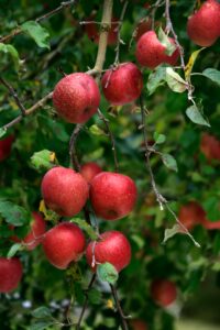 KARIKAR Hybrid Apple Live Plant (Grafted) | Apple Fruit Plant for Hot Climate & Tropical Regions | High Yield Apple Tree for Home Garden, Terrace, Balcony & Farm Plantation