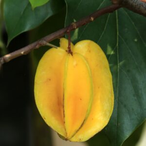 KARIKAR Sweet Red Star Fruit Plant (Kamranga / Star Fruit) Grafted Live Plant – Thailand Variety | All Season Fruiting Plant for Home Garden & Terrace Gardening