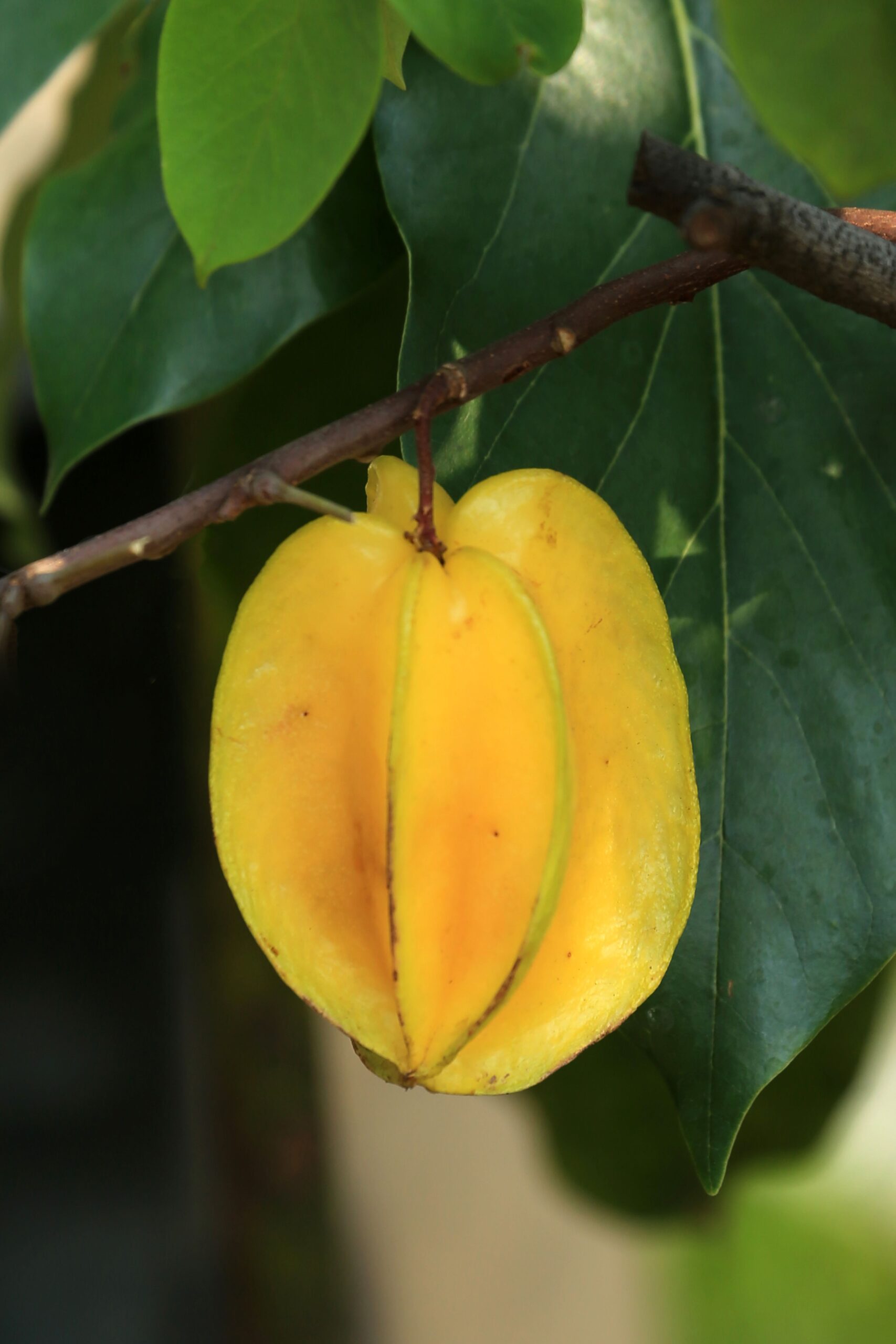 KARIKAR Sweet Red Star Fruit Plant (Kamranga / Star Fruit) Grafted Live Plant β Thailand Variety | All Season Fruiting Plant for Home Garden & Terrace Gardening