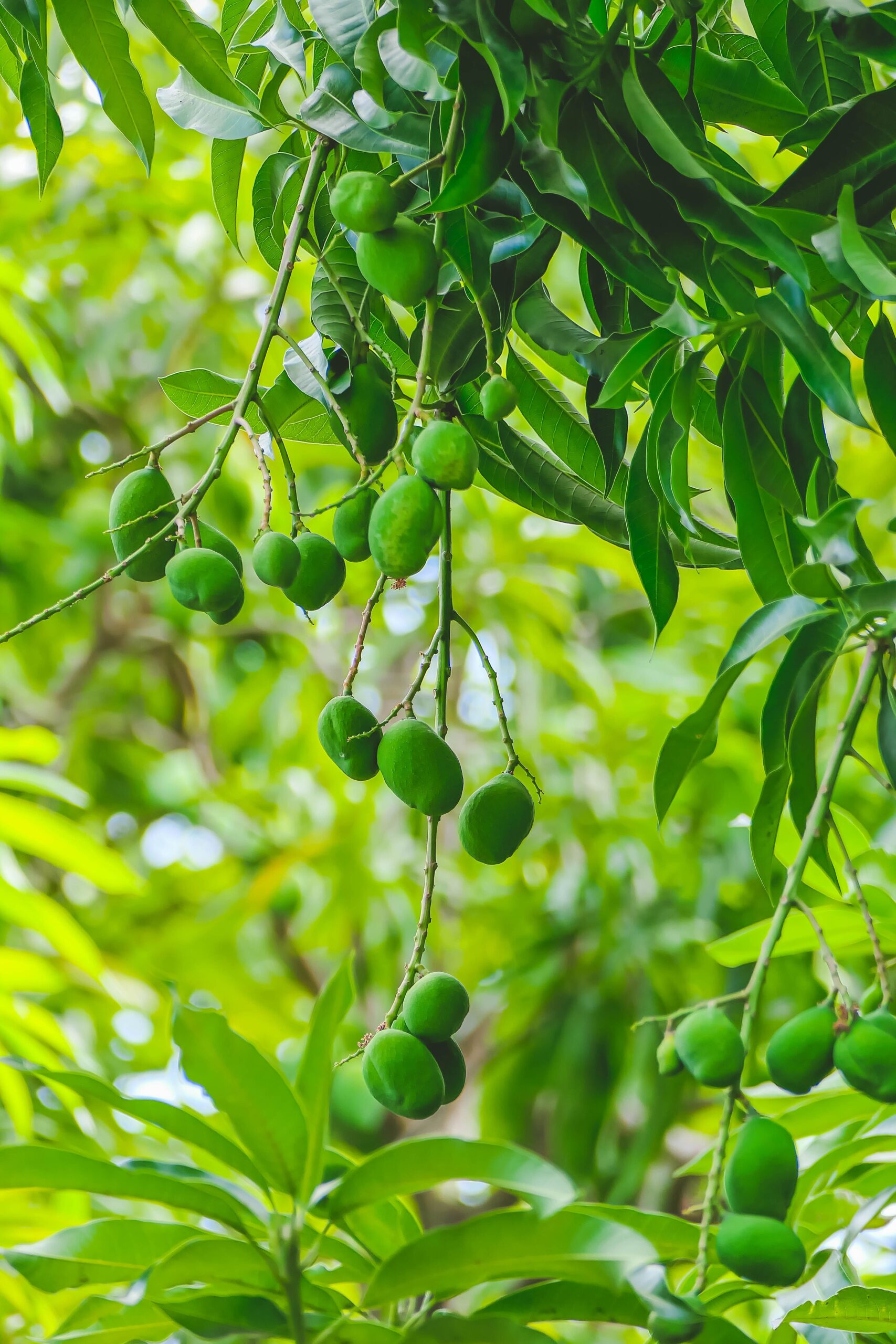 KARIKAR All Time Green Mango Grafted Live Plant | Year-Round Fruiting Mango Variety | Baramasi Mango Tree Sapling for Home Garden, Terrace & Farm Plantation