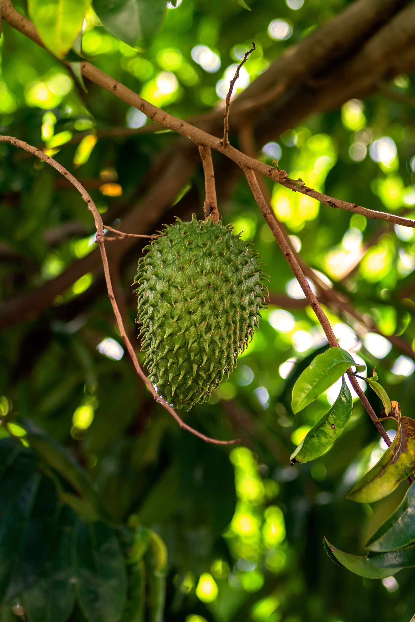 RAMBUTAN