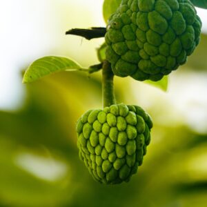 KARIKAR Custard Apple Grafted Plant, Green, Air Purifying, Year-Round Planting, Tropical Fruit Tree