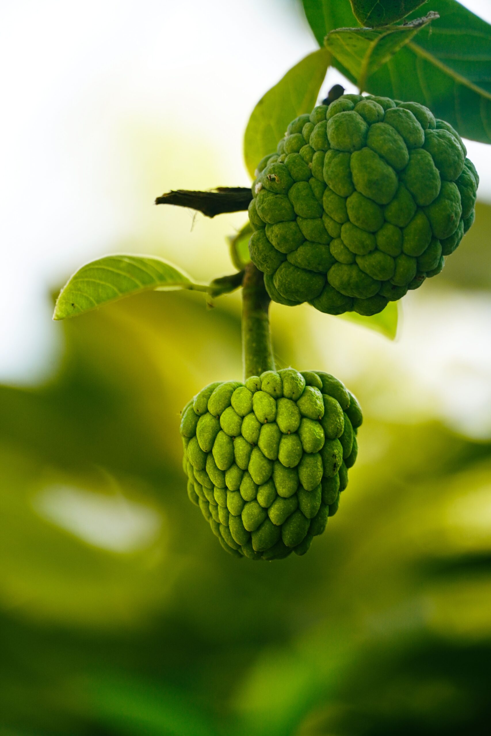 KARIKAR Custard Apple Grafted Plant, Green, Air Purifying, Year-Round Planting, Tropical Fruit Tree