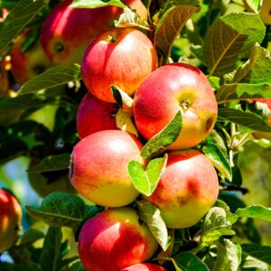 KARIKAR Hybrid Apple Live Plant (Grafted) | Apple Fruit Plant for Hot Climate & Tropical Regions | High Yield Apple Tree for Home Garden, Terrace, Balcony & Farm Plantation