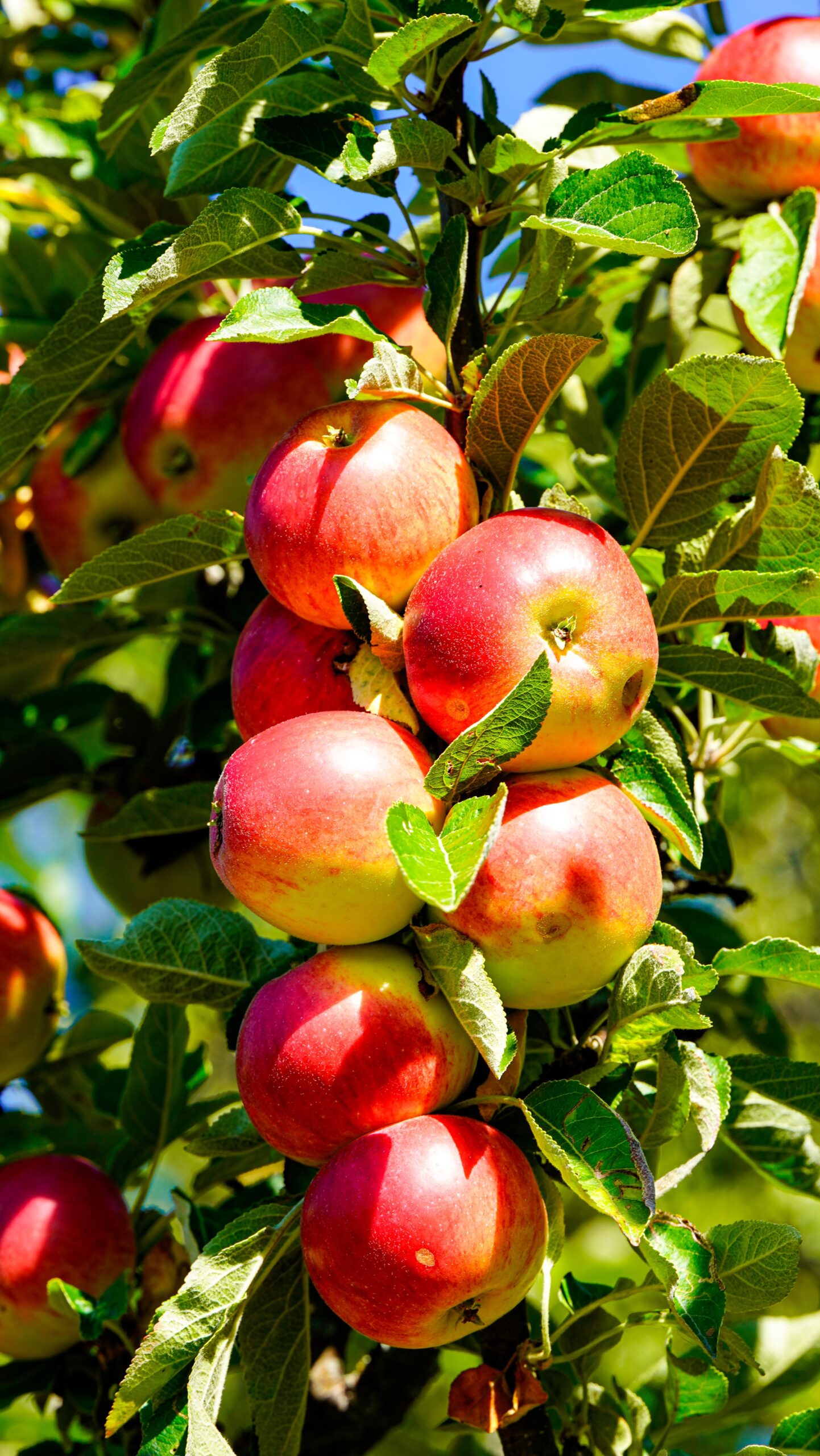 KARIKAR Hybrid Apple Live Plant (Grafted) | Apple Fruit Plant for Hot Climate & Tropical Regions | High Yield Apple Tree for Home Garden, Terrace, Balcony & Farm Plantation