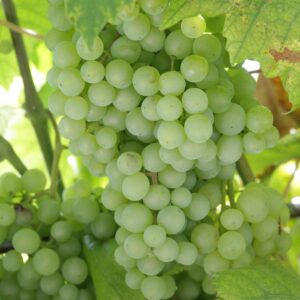 KARIKAR Seedless Sweet Grapes (Angoor) Green Hybrid Grafted Live Plant, Easy to Grow Fruit Plant