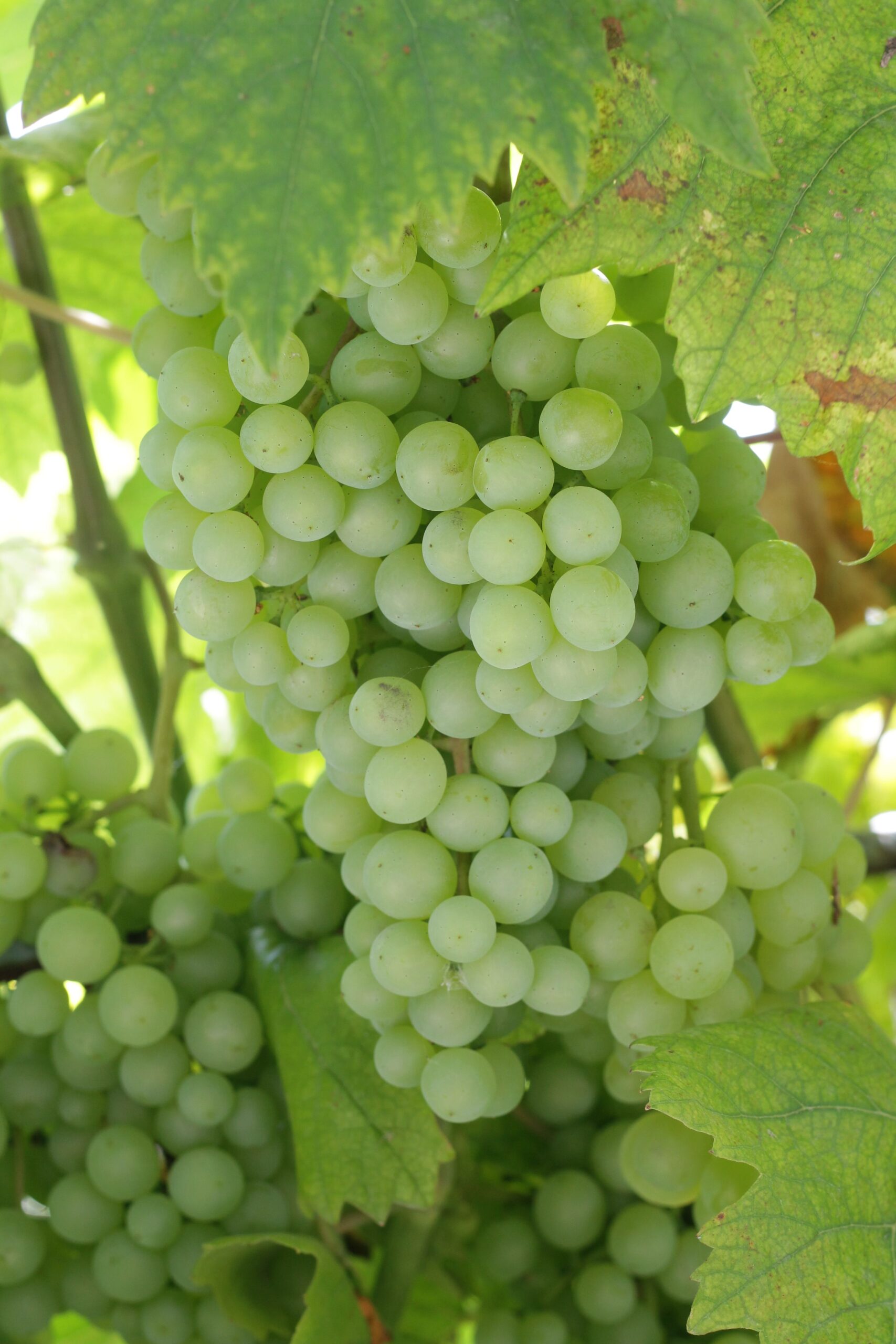 KARIKAR Seedless Sweet Grapes (Angoor) Green Hybrid Grafted Live Plant, Easy to Grow Fruit Plant